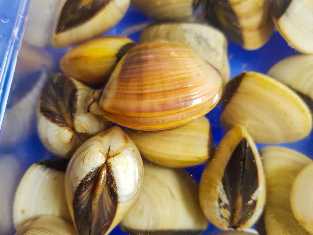 Si pensa che il quahog oceanico abbia circa 400-500 anni. 