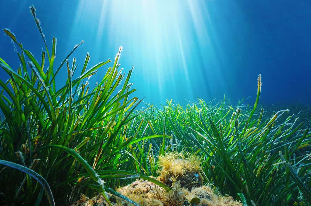 Nettuno posidonia Posidonia oceanica Nettuno erba