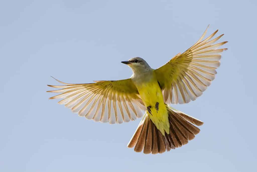 Kingbird occidentale