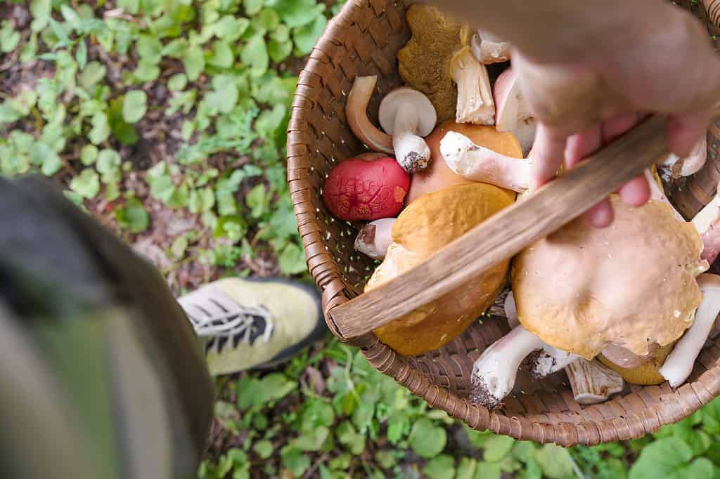 Qualcuno con in mano un cesto di funghi selvatici raccolti