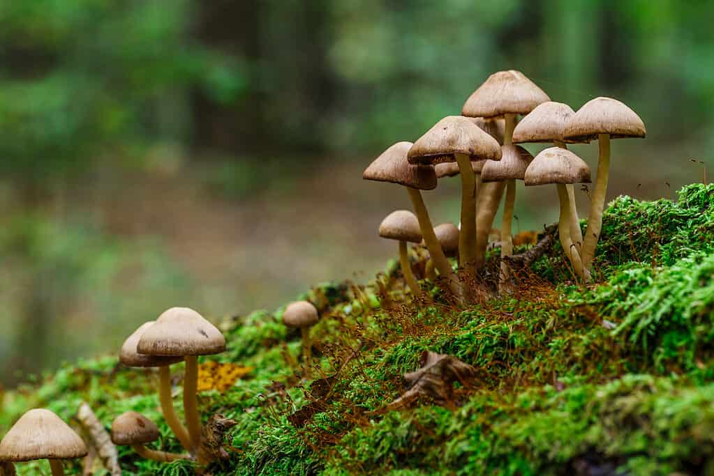 Falso fungo del miele che cresce selvatico