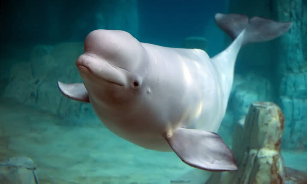 Balena beluga in spiaggia pubblica