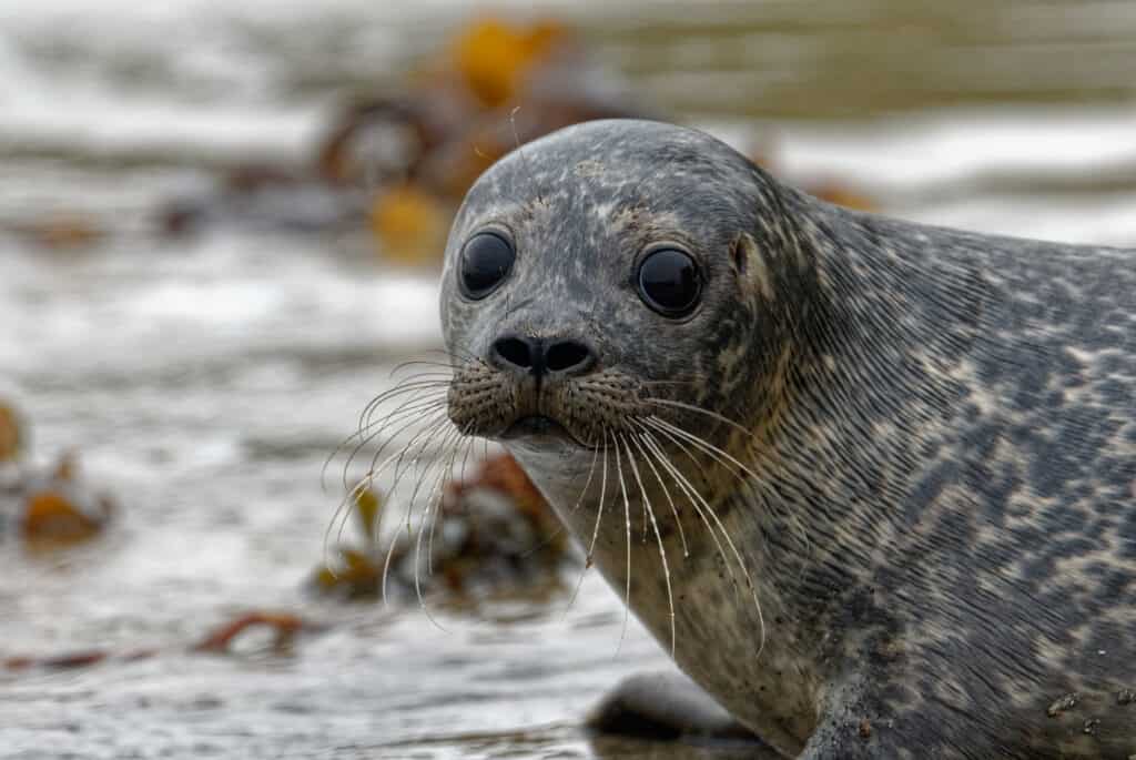 foca