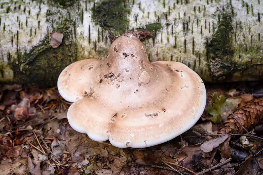 Un polypore di betulla che cresce alla base di un albero