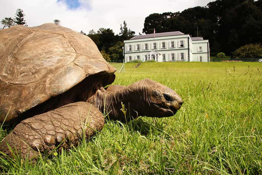 Tartaruga gigante Jonathan a Plantation House Island of St Helena