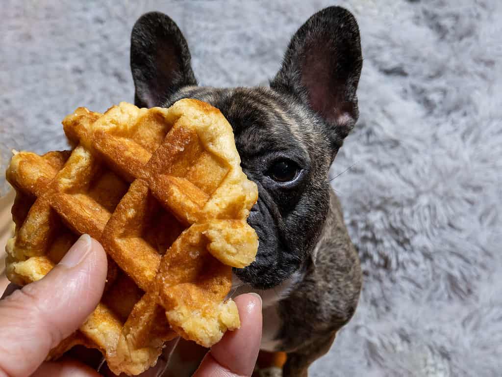 Bulldog francese guardando waffle in mano umana