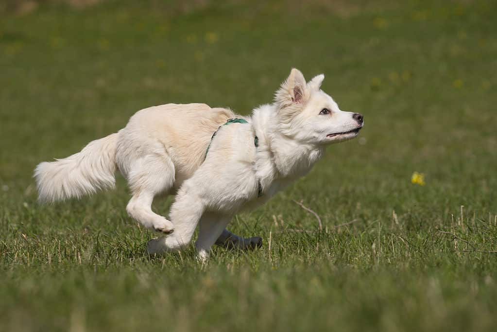 Cane bianco che corre in un prato
