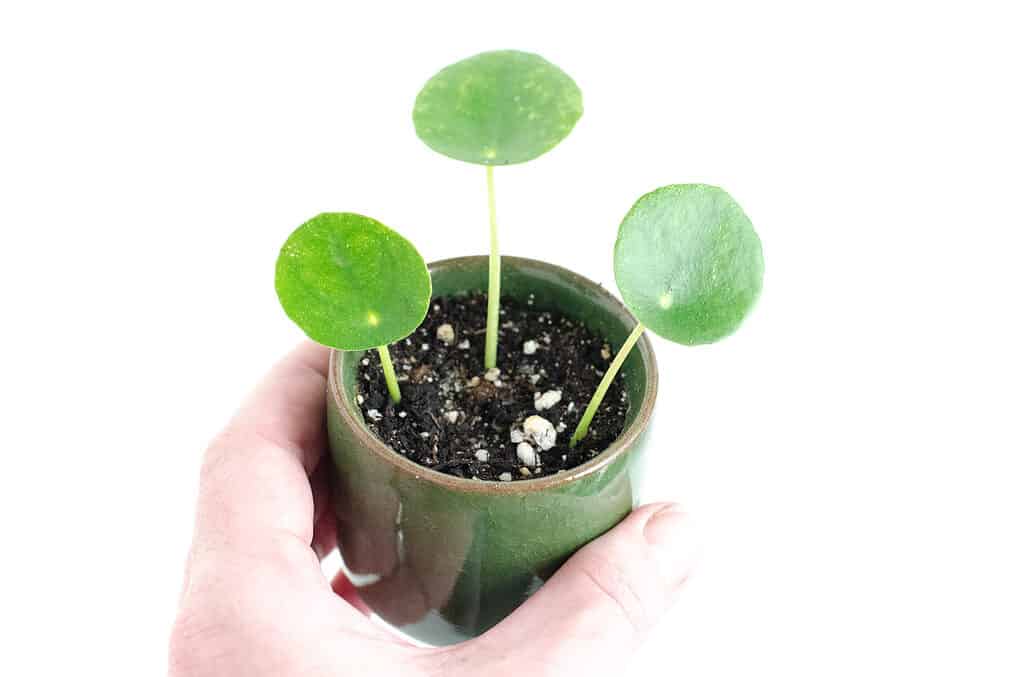 Primo piano di pilea peperomioides denaro cinese amicizia pianta UFO pianta d'appartamento in vaso propagato talee in fioriera in gres verde isolato su sfondo bianco tenuto da una mano umana sinistra, dalla pelle chiara.
