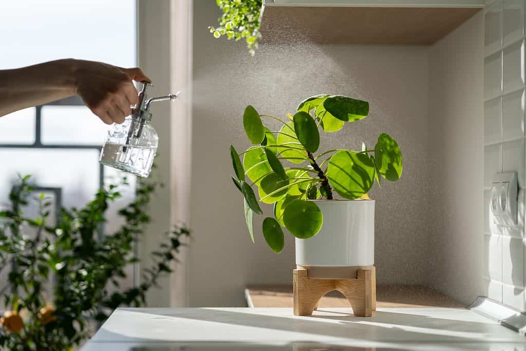 Una mano destra umana dalla pelle chiara è visibile nella cornice in alto a sinistra che tiene un flacone spray di plastica trasparente riempito d'acqua.  Lo spruzzatore emette uno spruzzo di nebbia d'acqua a forma di triangolo verso la pianta del denaro cinese che si trova al centro della cornice destra in un vaso di ceramica bianca su un supporto per piante in legno biondo sopraelevato.  Lo stand della pianta è su un tavolo bianco.  muro grigio e finestra sullo sfondo
