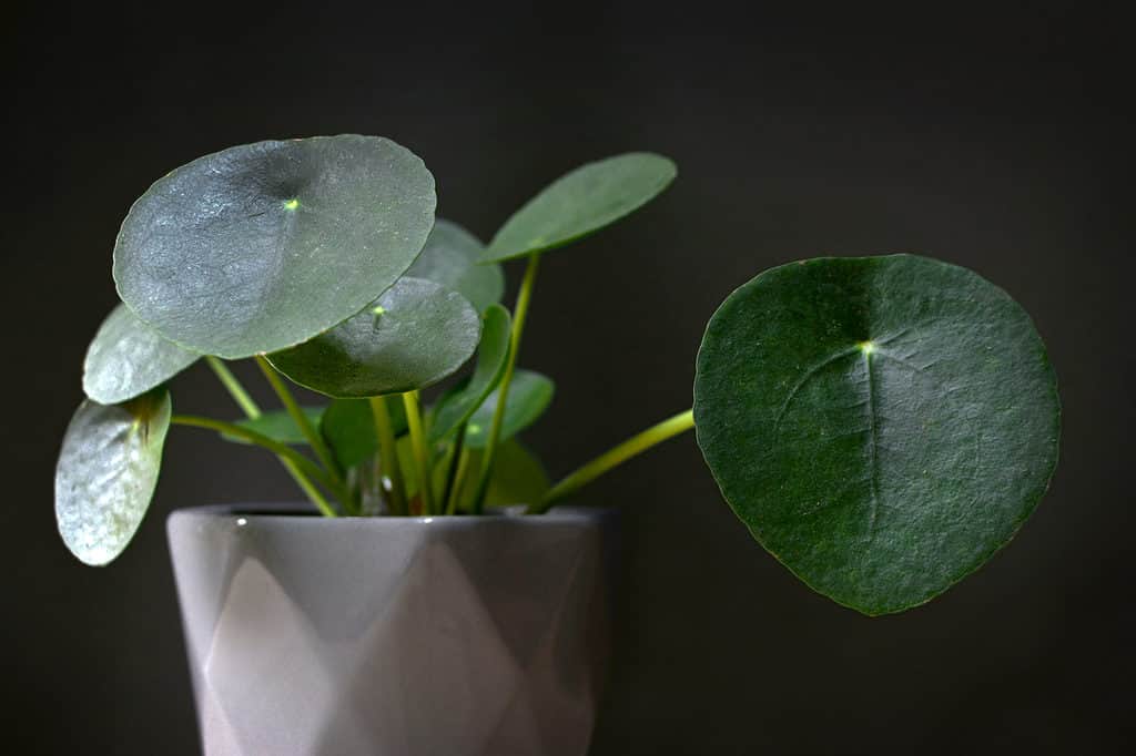 Full frame primo piano di una pianta di denaro cinese su uno sfondo scuro.  La pianta è in un vaso di ceramica smaltata bianca con un motivo a rombi insito nell'argilla.  Cinque delle foglie verdi circolari della pianta sono inserite nella cornice, con una foglia rotonda che occupa tutto il lato destro della cornice.