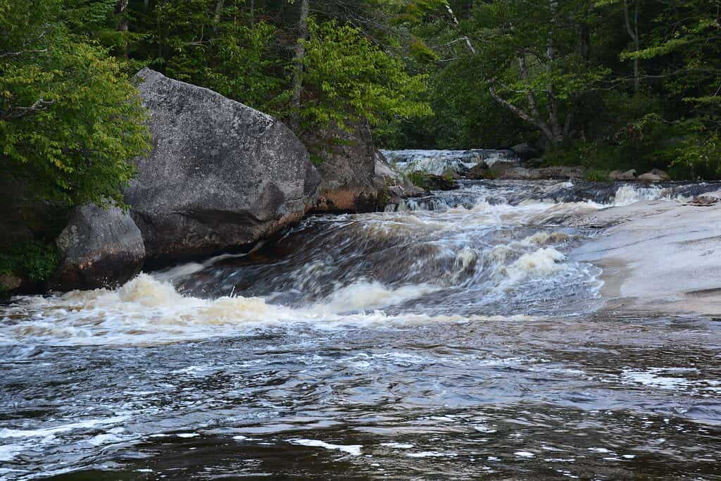 Ledge cade, Baxter State Park, Maine