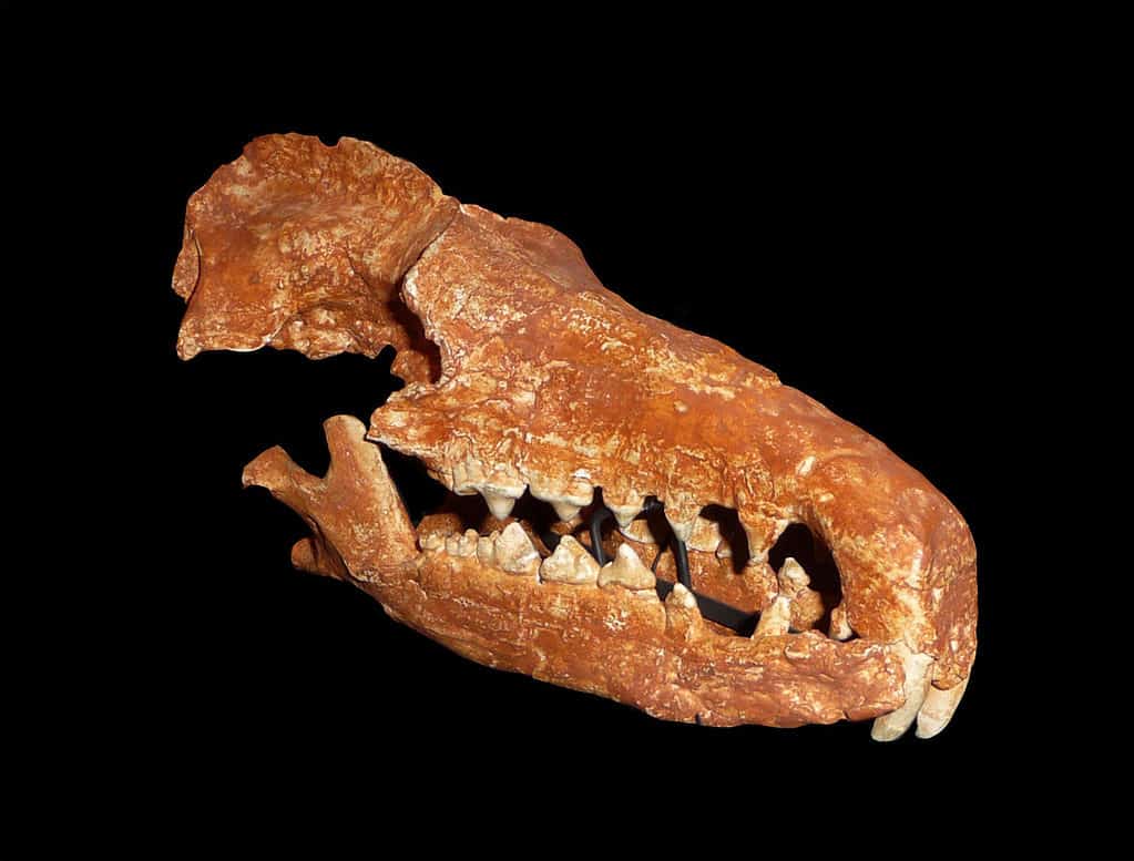 Testa di Deinogalerix koenigswaldi