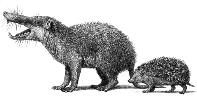 Deinogalerix La fauna garganica