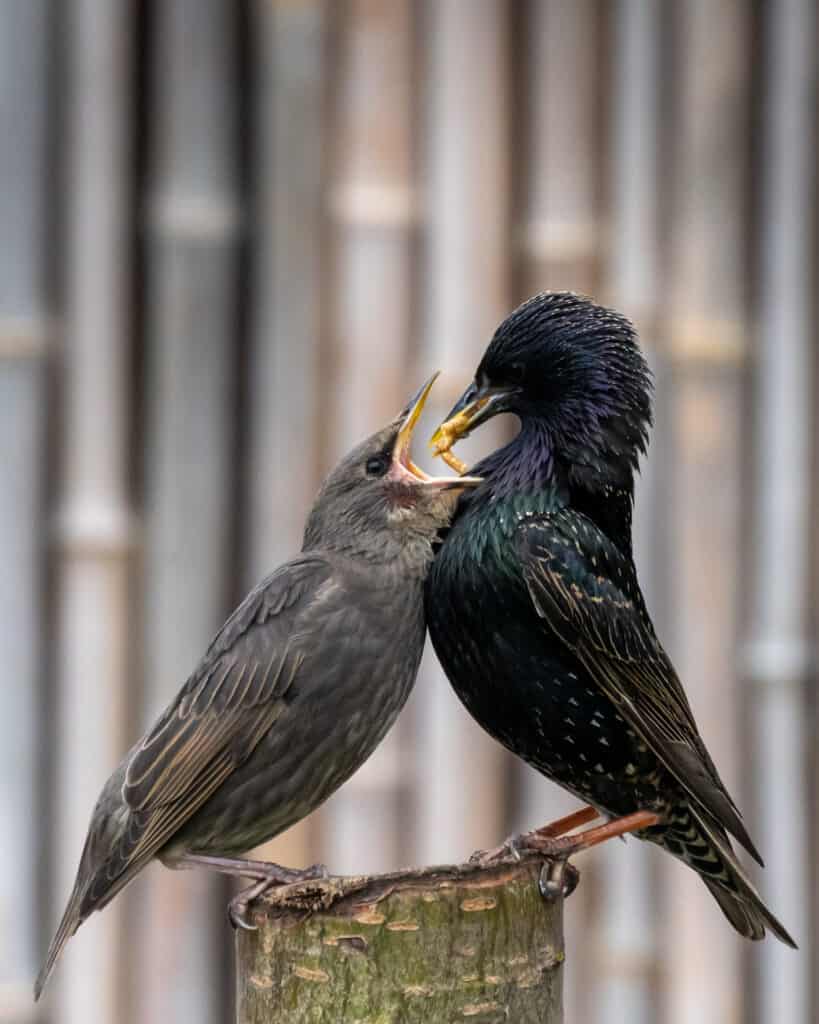 Uno storno adulto che nutre il suo cucciolo