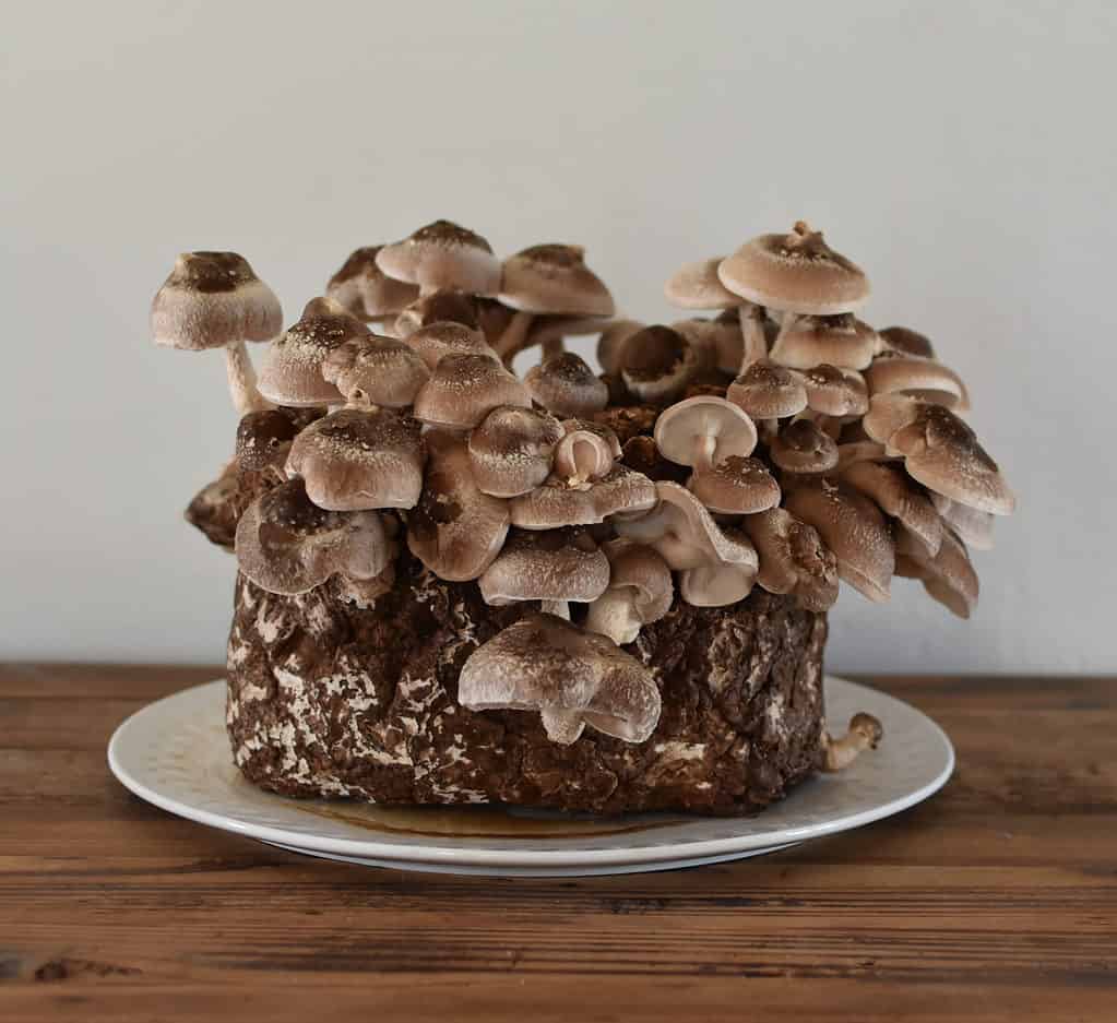 Funghi Shiitake che crescono su un piatto
