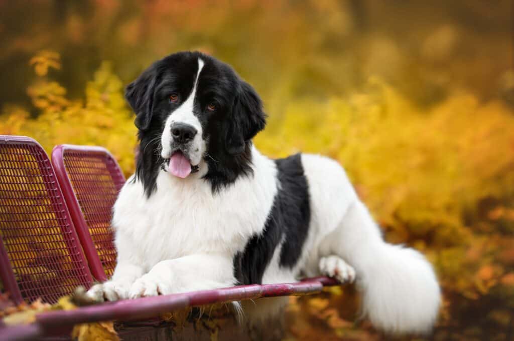 Landseer Terranova
