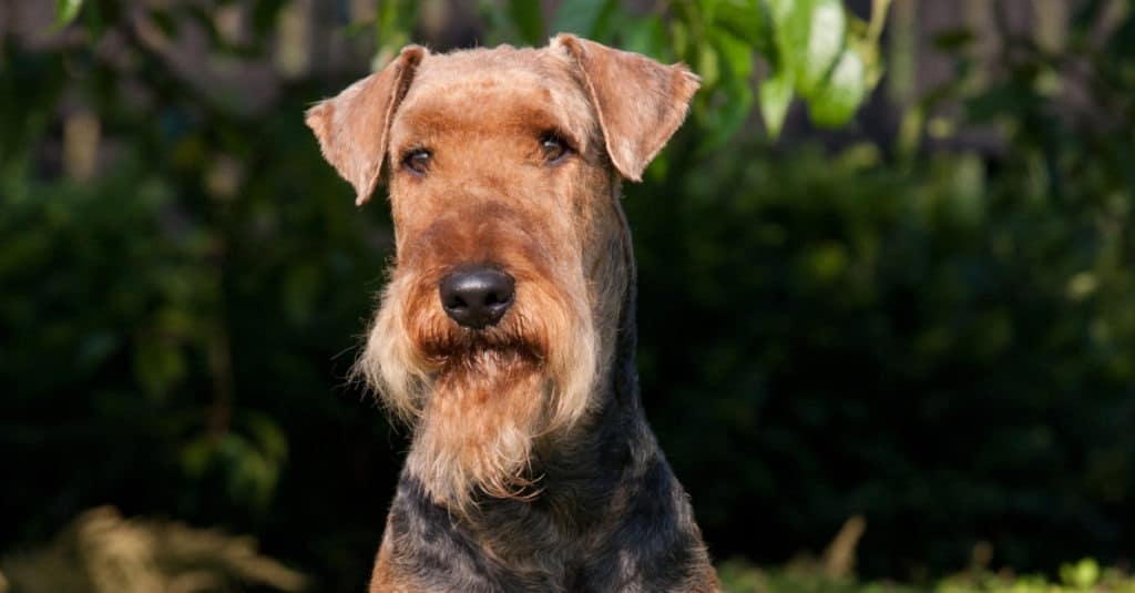 Colpo alla testa dell'Airedale Terrier