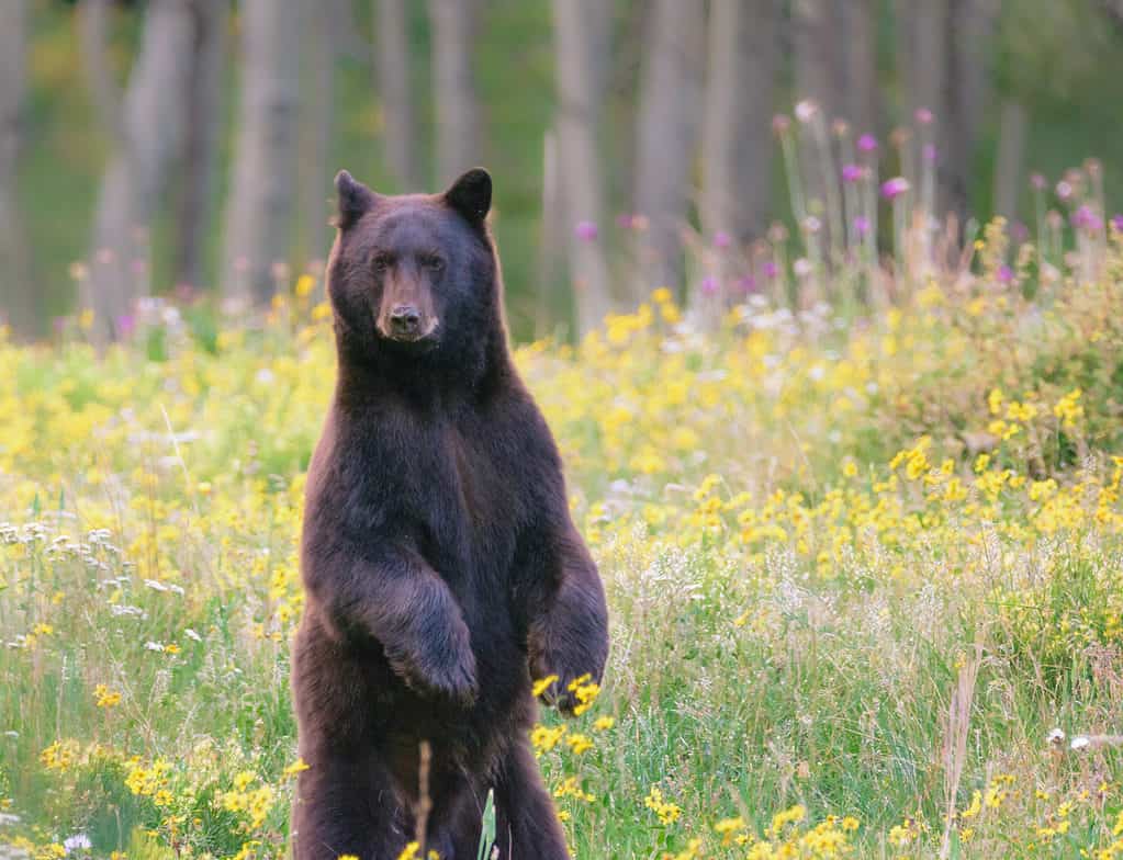 Orso nero in piedi dritto su due zampe posteriori