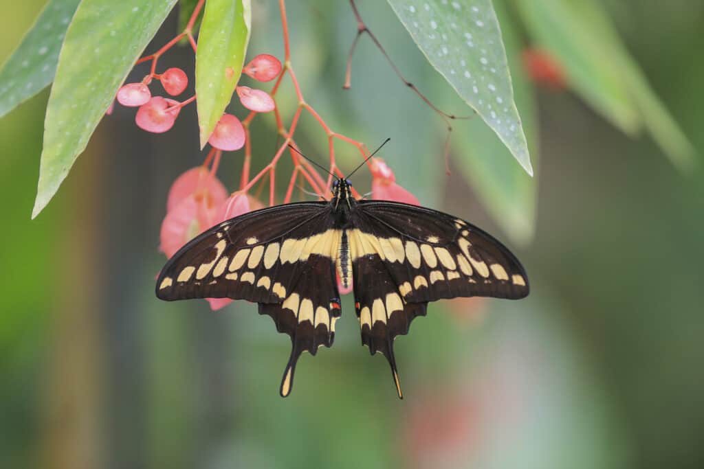 Farfalla gigante a coda di rondine (Papilio cresphontes) che si nutre di fiori selvatici bianchi.