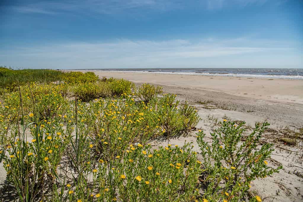 Spiaggia dell'agrifoglio