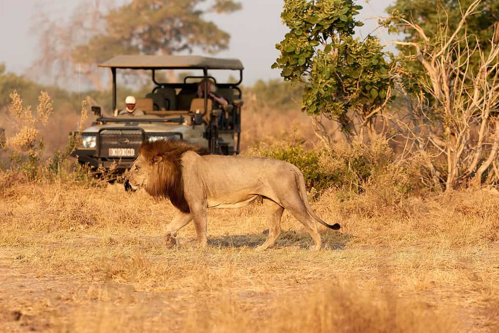 Safari del saluto