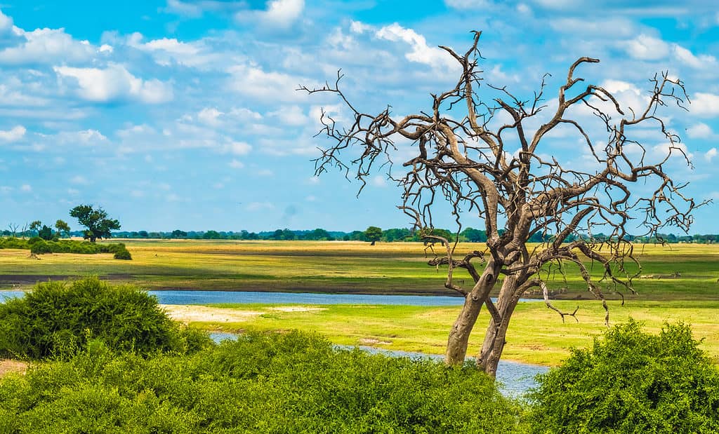 Parco nazionale del Chobe