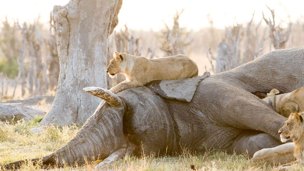 Caccia all'elefante