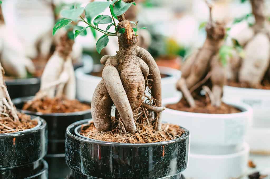 Come posizionare correttamente un albero bonsai