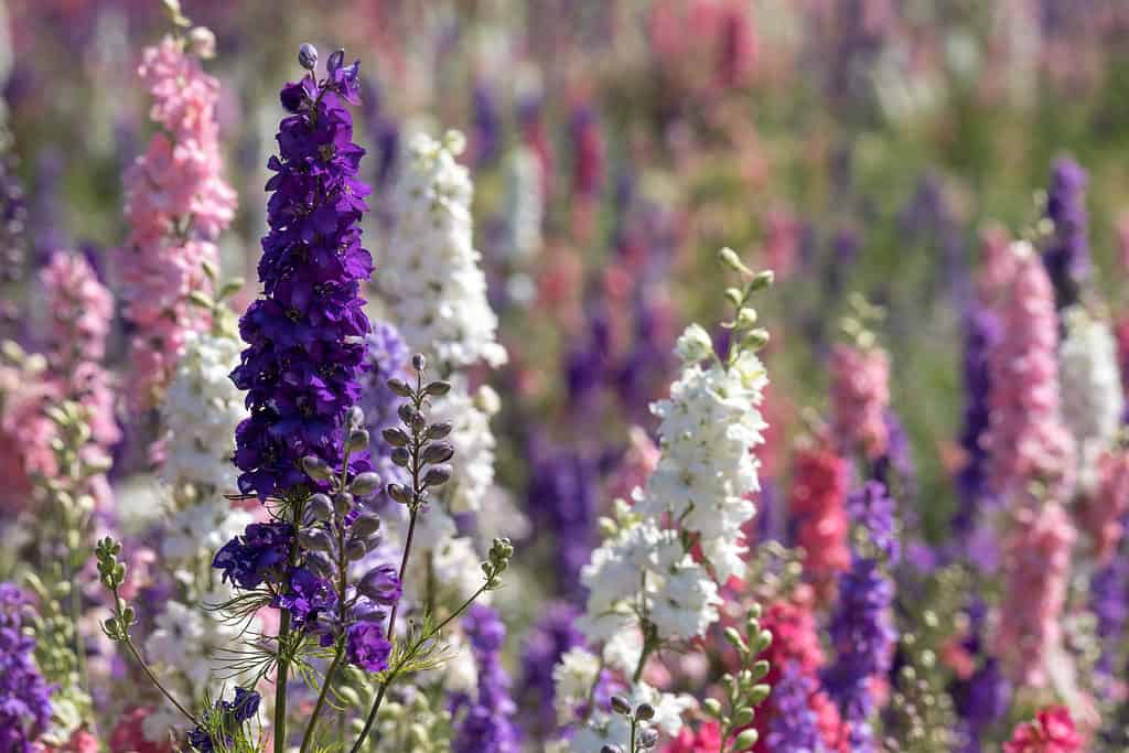 Campo di fiori multicolori Delphinium