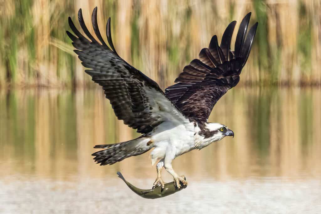 falco pescatore