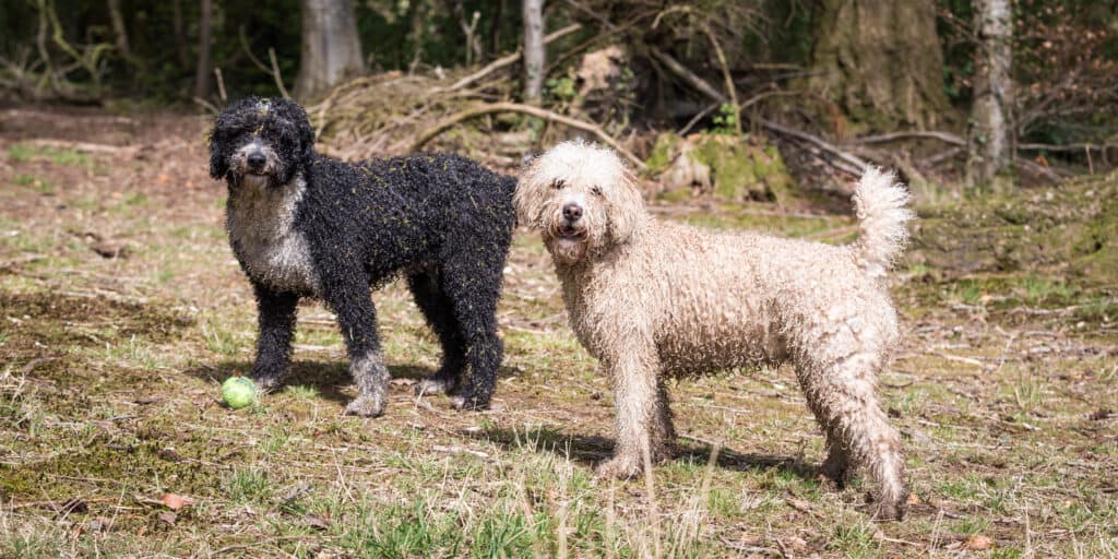 Due cani da acqua spagnoli