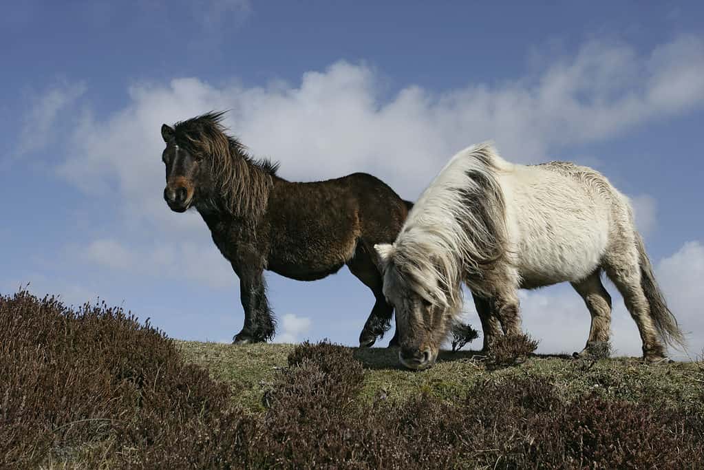 Pony rischioso