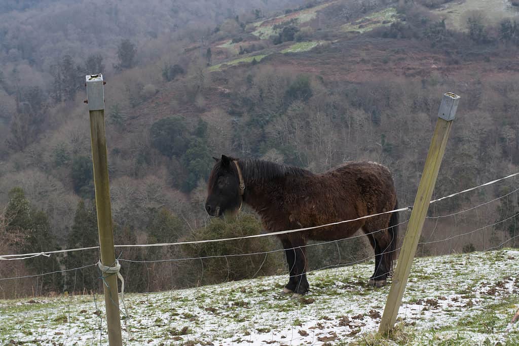 Cavallo di razza Asturcon
