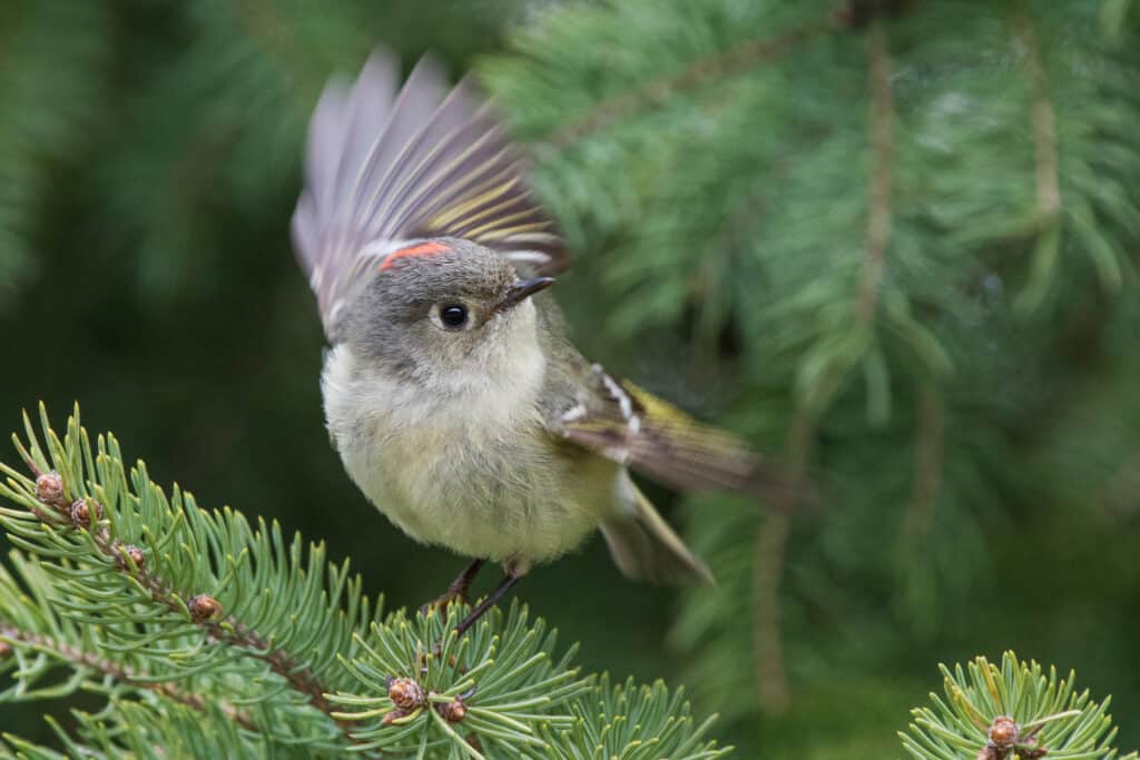 Kinglet coronato di rubini che vola
