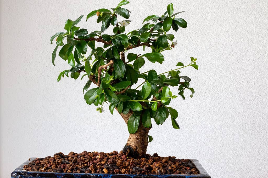 Rinvasare un Bonsai