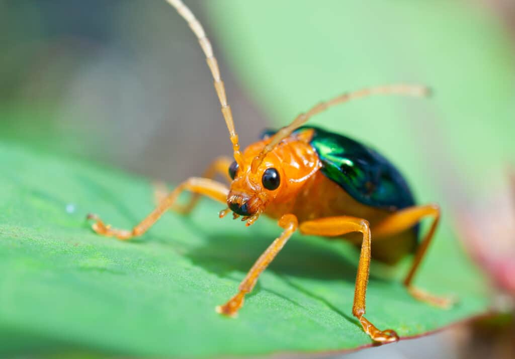 Bombardier Beetle seduto su una foglia