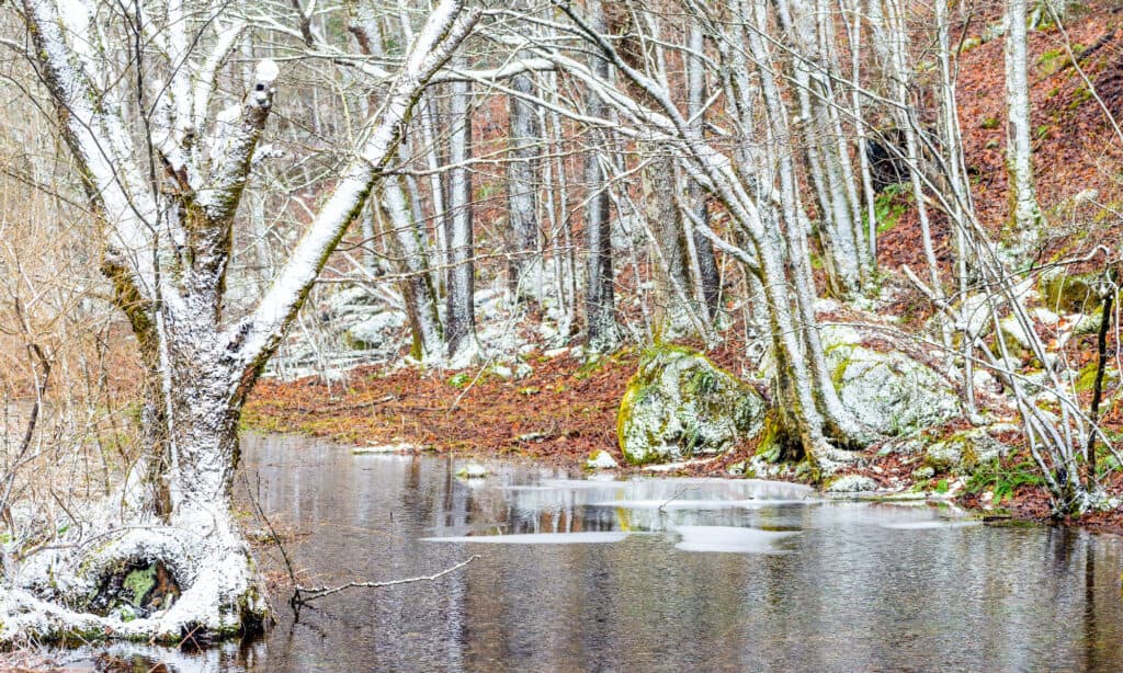 Foresta nazionale di Monongahela, West Virginia