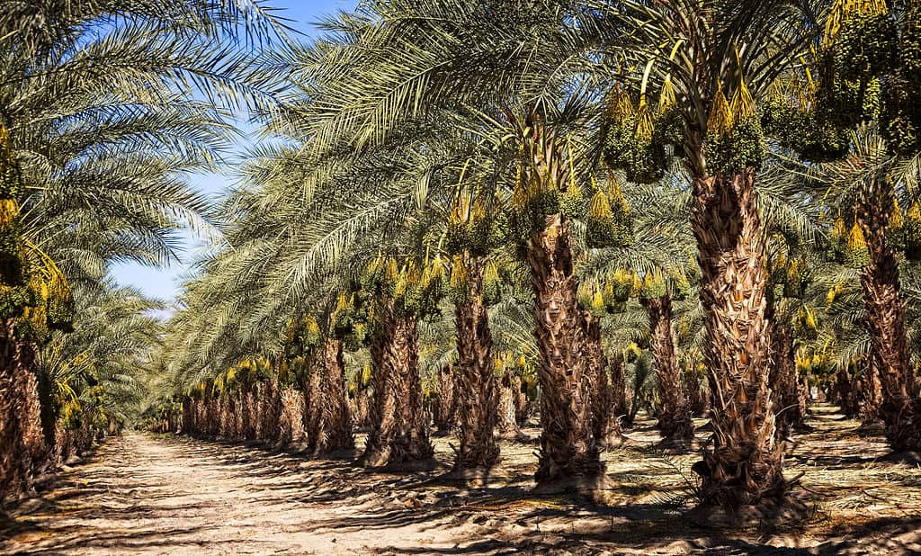 Frutteto di palme da datteri (Phoenix dactylifera)