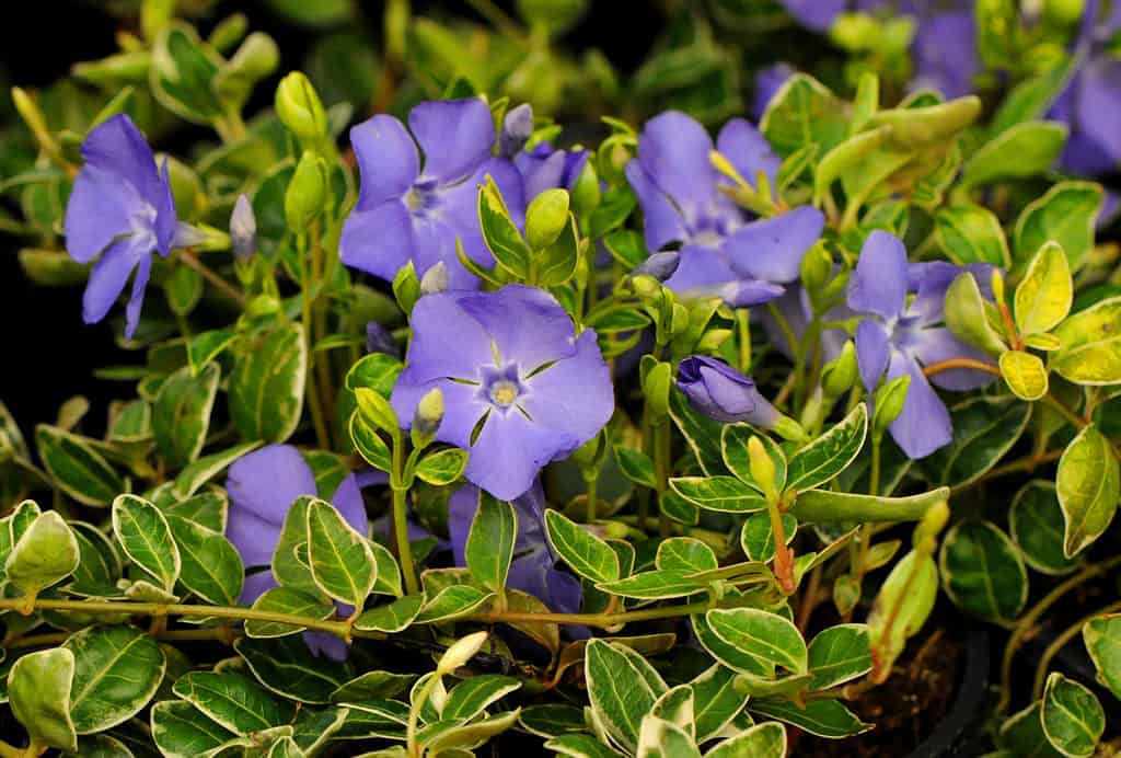 Pervinca
