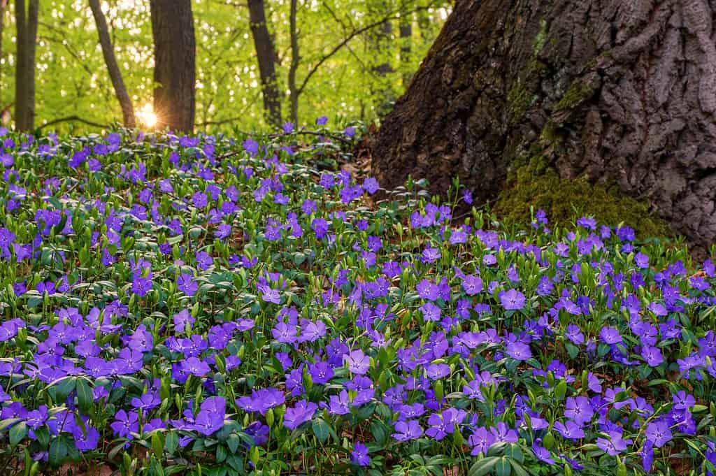 Pervinca in natura