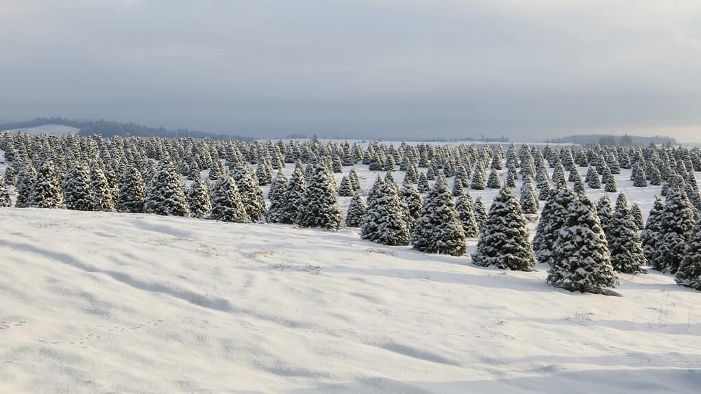 Natale dell'Oregon