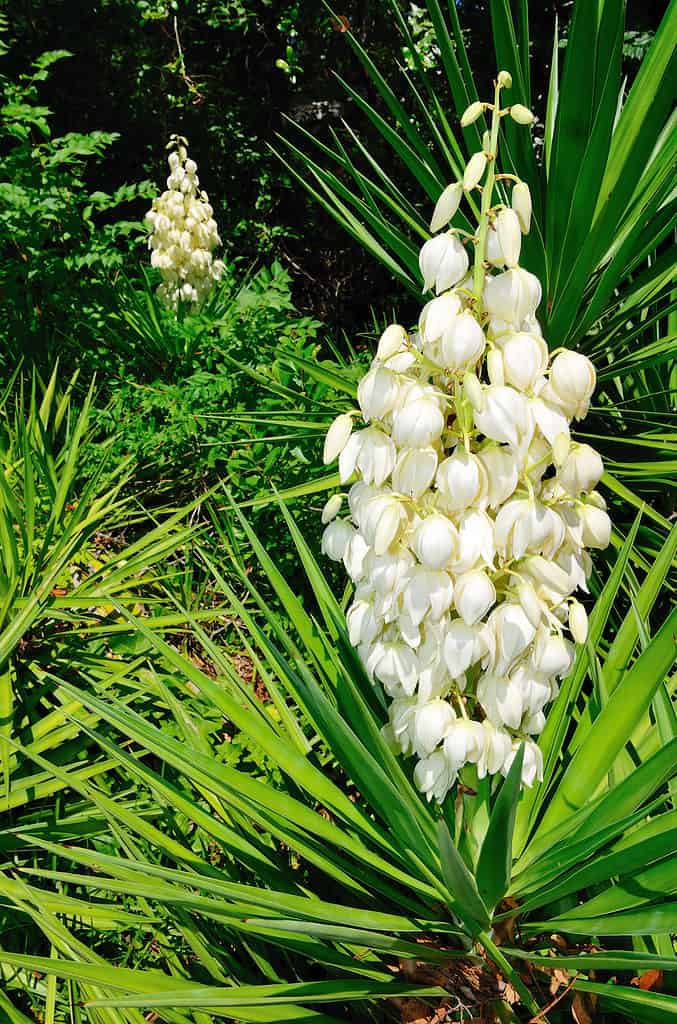 Pianta di Yucca in fiore.  Il gambo del fiore alto ed eretto è inquadrato a destra.  Il.  i fiori bianchi sono rivolti verso il basso ea forma di tulop=.  Sono molti fiori sul gambo.  Il gambo emerge dal centro di una rosetta di foglie verdi lunghe e sottili.  Lo sfondo è costituito da un'altra Yucca in Fiore.
