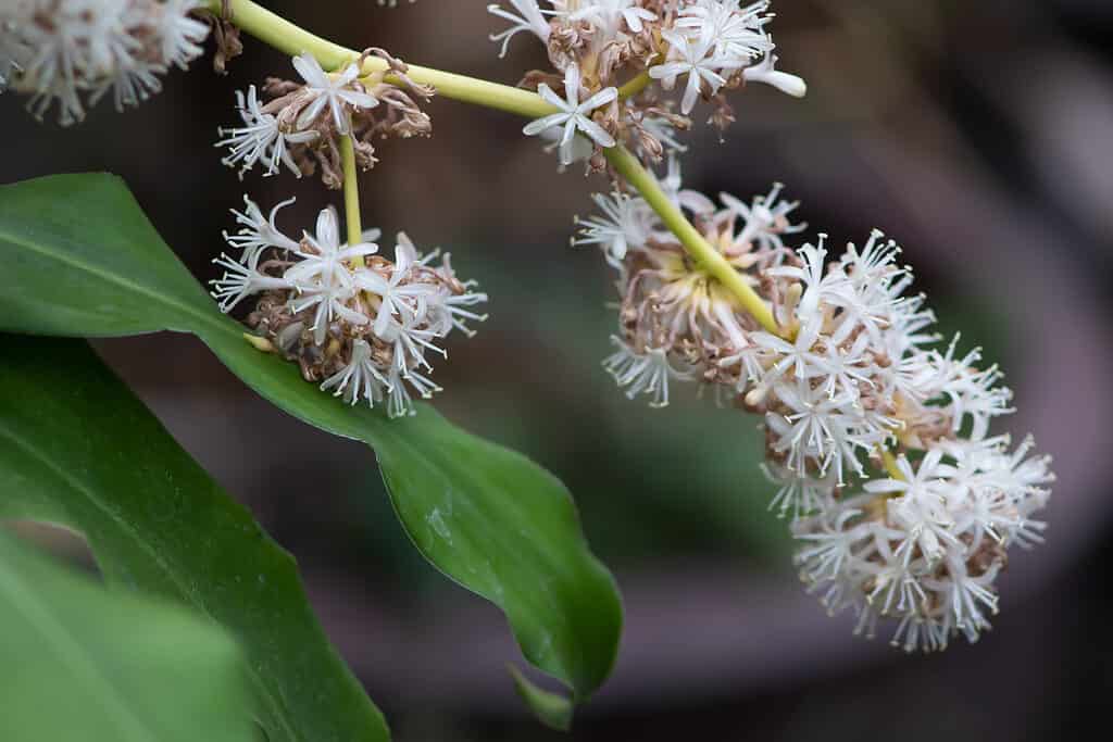 Grappolo di fiori bianchi di dracaena fragans.  I fiori sono bianchi, a forma di stella e appaiono in grappoli.  i cluster più grandi sono nella cornice centrale destra con altri cluster dietro di loro.  Tre foglie verdi sono visibili nella cornice in basso a sinistra.  Lo sfondo è indistinto.