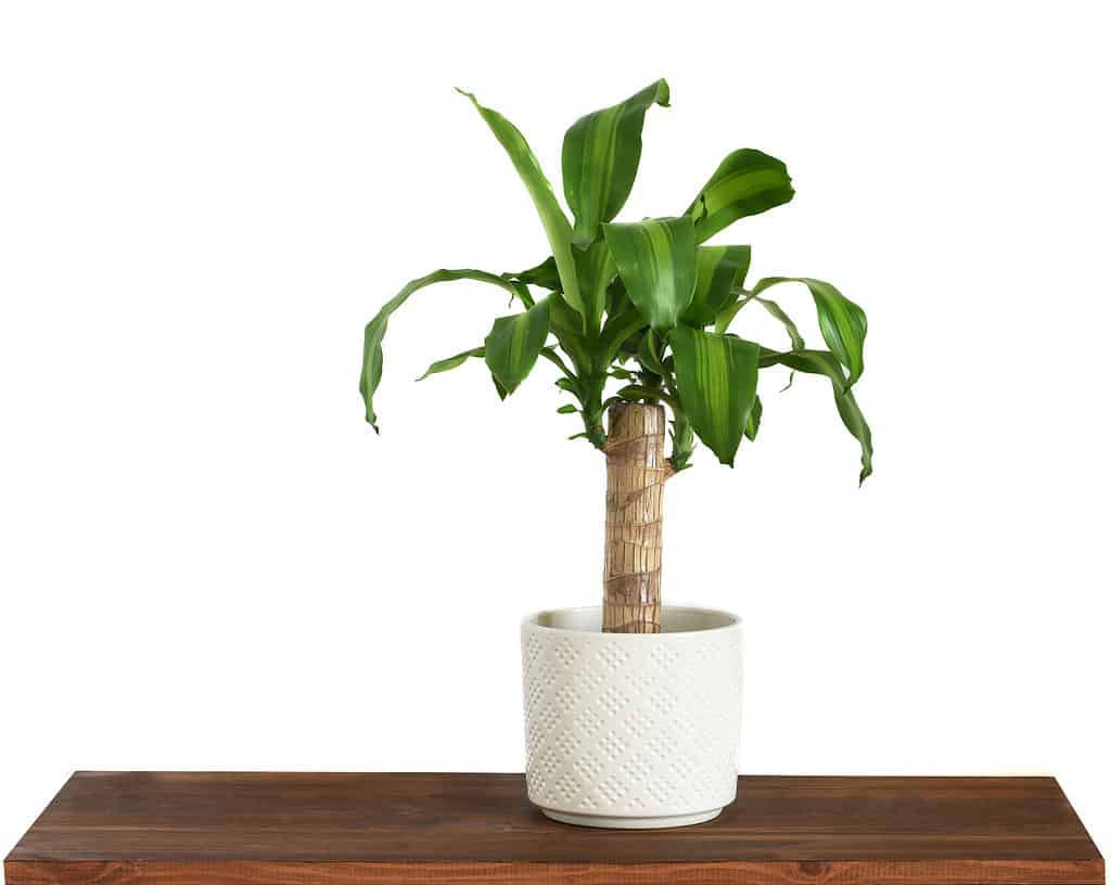Dracaena fragrans, AKA pianta di mais, in un vaso cilindrico bianco.  La pentola è su un tavolino di legno marrone scuro.  La pianta ha uno spesso fusto legnoso, sormontato da vistose foglie lanceolate, lunghe, di un verde brillante, contro l'isolato bianco.