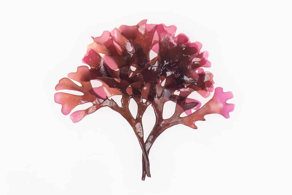 un esemplare di muschio del mare d'Irlanda su isolare bianco.  Il muschio è rosa traslucido a forma di ventaglio.