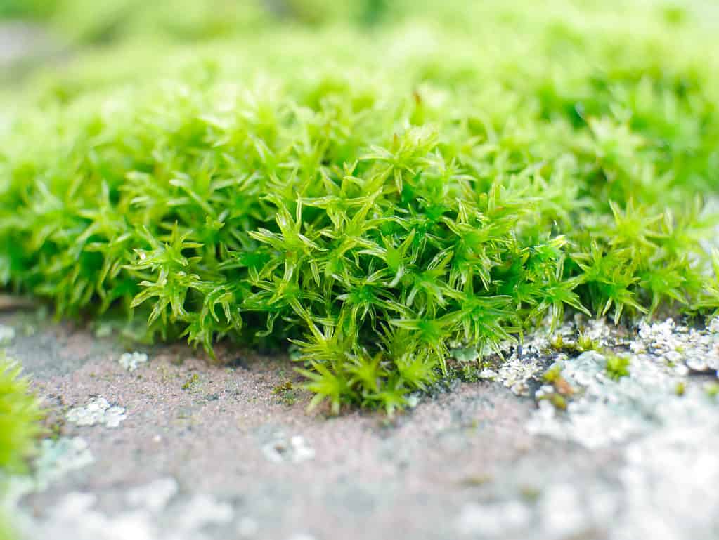 macro su muschio irlandese (sagina subulata).  È molto verde con foglie sottili.  La pianta sta cominciando a strisciare su un sentiero lastricato visibile nella cornice inferiore.  Sebbene sulla pianta non siano evidenti fiori, molte minuscole pellicce bianche sporcano la cornice.  suggerendo che la pianta era in fiore da poco.