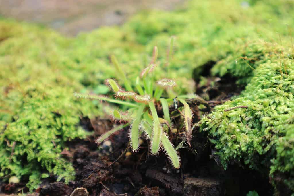 Moss b essendo diviso per la propagazione.  Cornice per lo più verde con focus su un piccolo pezzo di muschio che è stato allontanato dal resto.  un po' di sporcizia è visibile nel telaio inferiore.