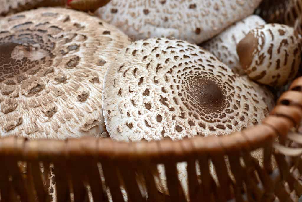 Funghi parasole in un cestino