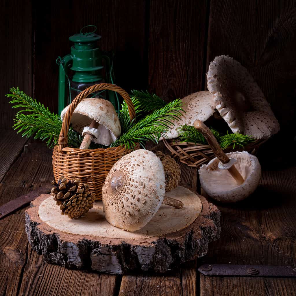 Funghi parasole raccolti e posti su legno e vegetazione