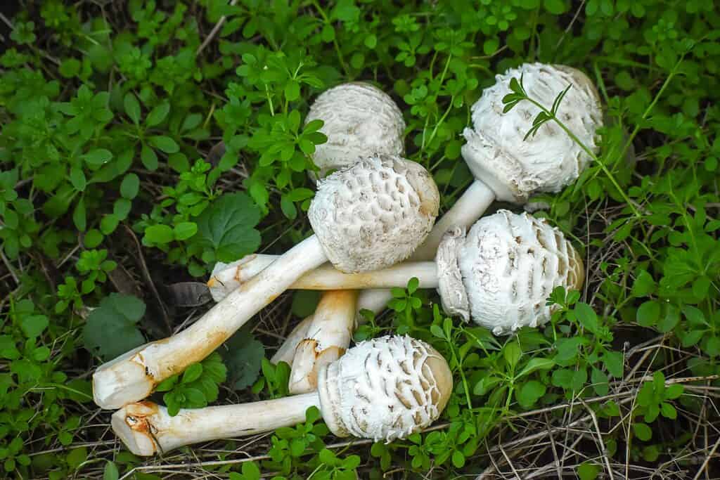Funghi parasole giovani raccolti